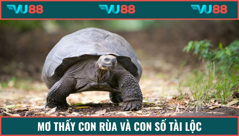 VU88 Mơ Thấy Con Rùa - Trả Lời Bí Ẩn Về Giấc Mộng Tại VU88