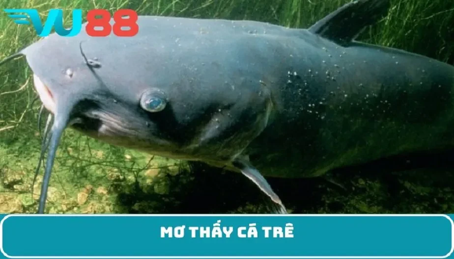 VU88 Mơ Thấy Cá Trê – Điềm Báo Lành Hay Dữ Và Con Số May Mắn Đi Kèm
