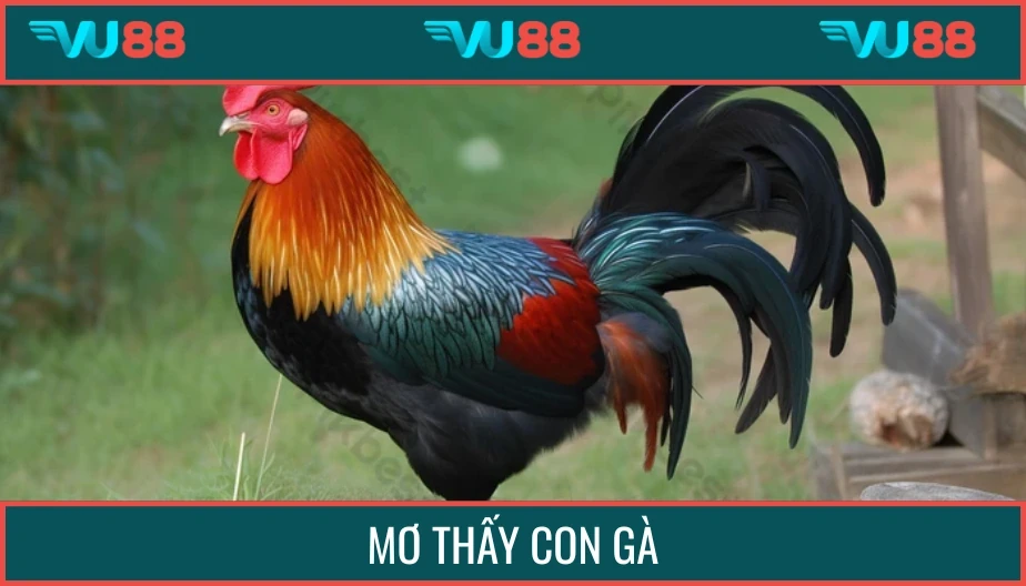 VU88 Mơ Thấy Con Gà - Giấc Mộng Chứa Ý Nghĩa Và Số Đẹp May Mắn