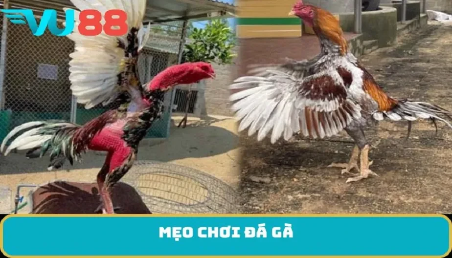 VU88 Mẹo Chơi Đá Gà – Bí Quyết Chiến Thắng Trong Từng Trận Đấu