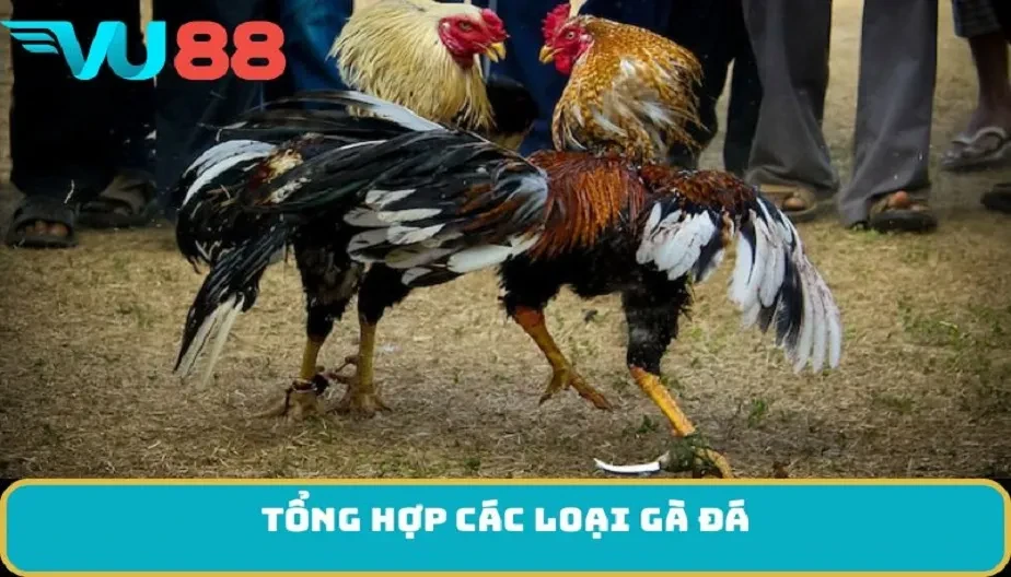 VU88 Tổng Hợp Các Loại Gà Đá – Các Loại Gà Dành Cho Dân Chơi