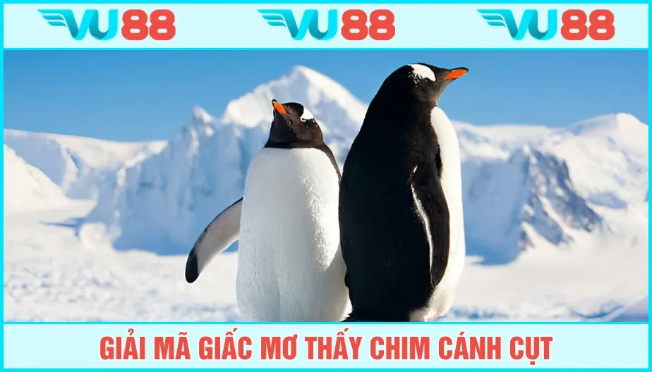 VU88 Mơ Thấy Chim Cánh Cụt Mang Thông Điệp Gì? Luận Cùng Vu88