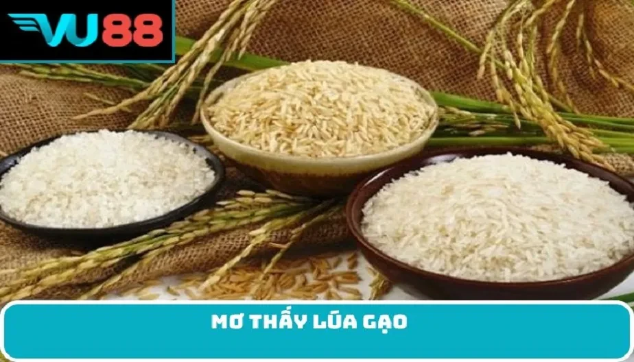 VU88 Mơ Thấy Lúa Gạo - Điềm Báo Tốt Hay Xấu Trong Đời Sống