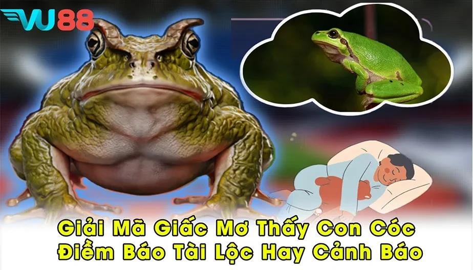 VU88 Giải Mã Giấc Mơ Thấy Con Cóc - Điềm Báo Tài Lộc Hay Cảnh Báo