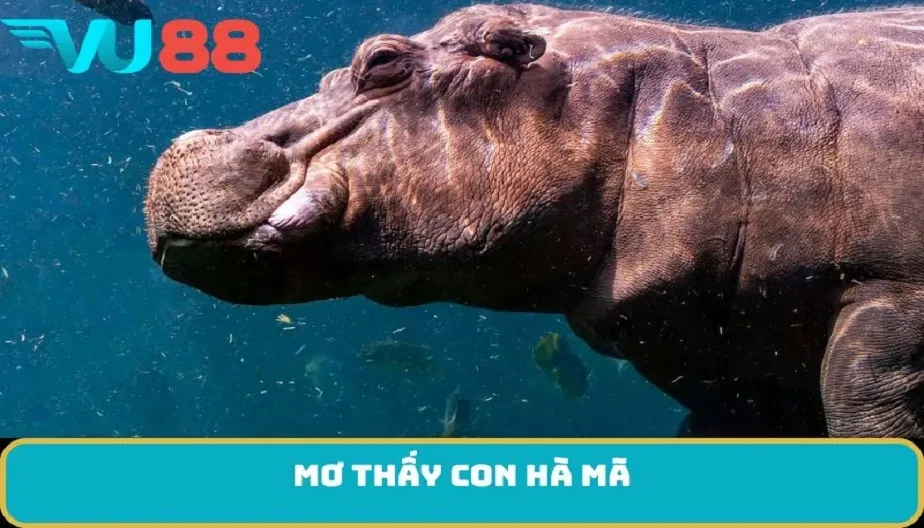 VU88 Mơ Thấy Con Hà Mã - Điềm Báo Gì Và Vận May Từ Giấc Mơ Này?