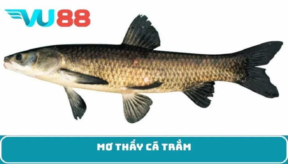 VU88 Giấc Mơ Thấy Cá Trắm - Luận Giải Điềm Báo Và Con Số May Mắn