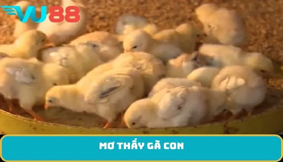 VU88 Mơ Thấy Gà Con - Điềm Báo Thú Vị Và Bí Ẩn Cuộc Sống Của Bạn