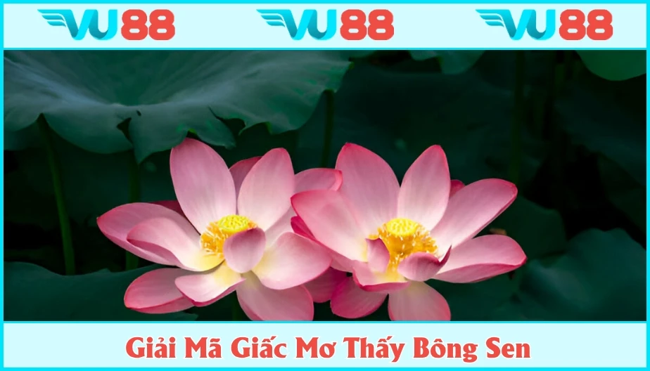 VU88 Mơ Thấy Bông Sen - Giải Mã Thông Điệp Và Con Số May Mắn