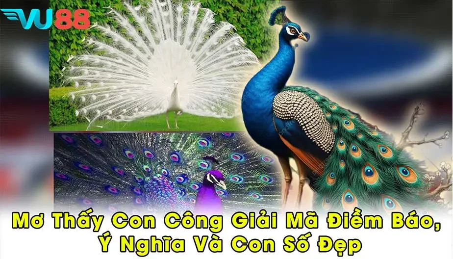 VU88 Mơ Thấy Con Công - Giải Mã Điềm Báo, Ý Nghĩa Và Con Số Đẹp