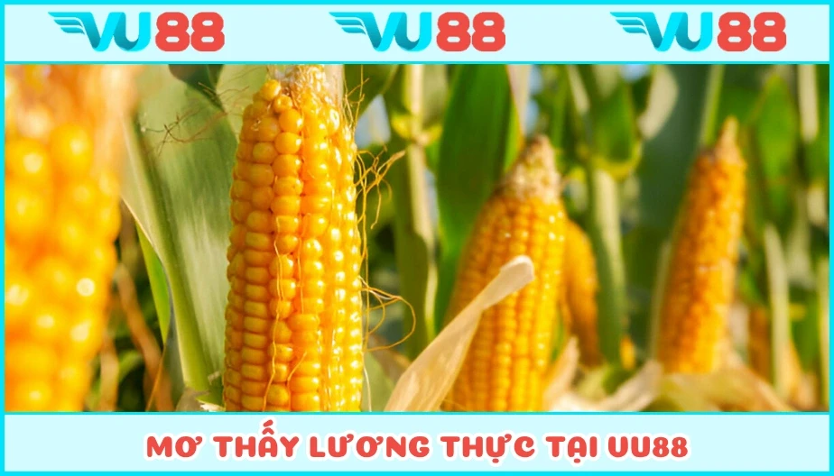 VU88 Mơ Thấy Lương Thực Báo Hiệu Gì? Luận Giải Số Tương Ứng