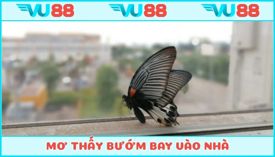 VU88 Mơ Thấy Bướm Bay Vào Nhà Luận Điềm Báo Và Con Số May Mắn Gì?