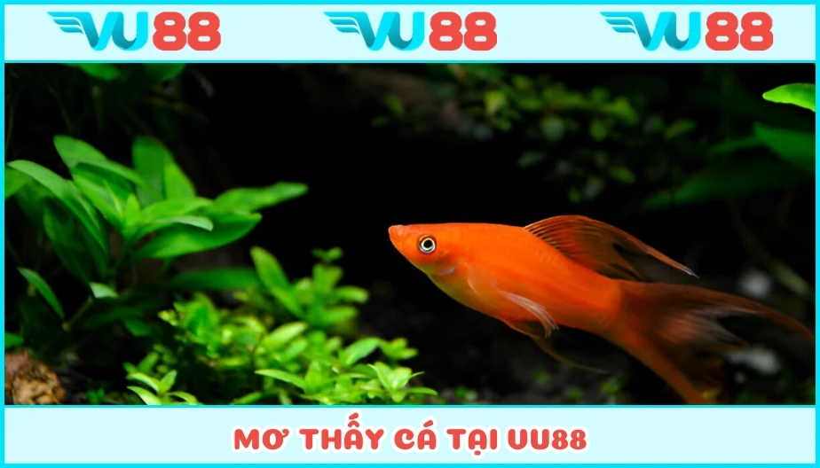 VU88 Mơ Thấy Cá - Bí Ẩn Của Chiêm Bao Và Con Số Đổi Đời